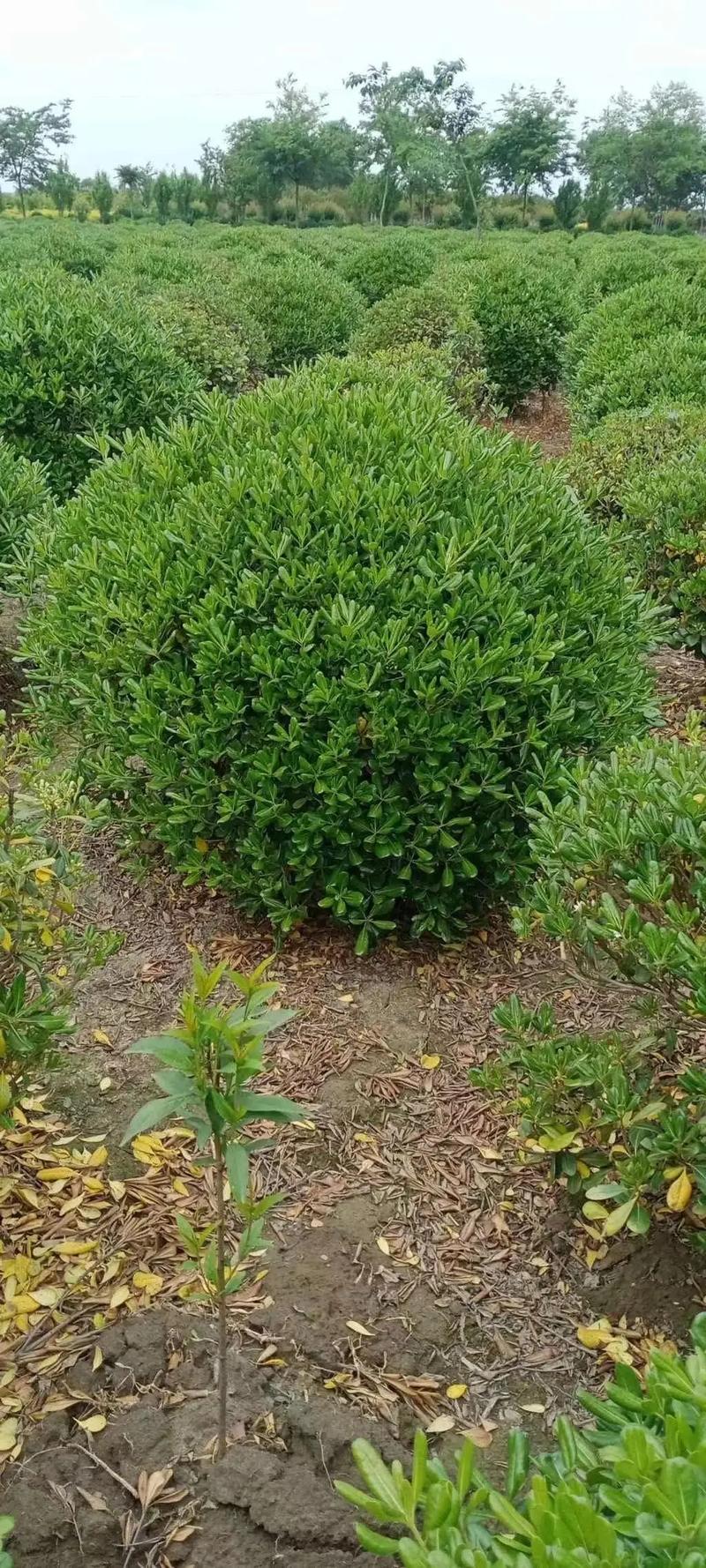 園林綠化工程苗木人 #全網(wǎng)搜索苗木有緣人 廠房綠化設(shè)計施工