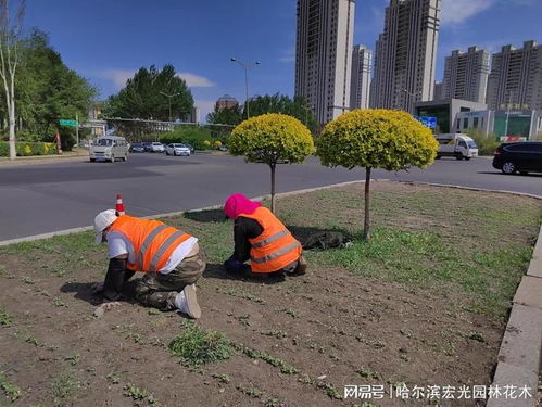 種植花卉 美化環(huán)境 我為新區(qū)添份美